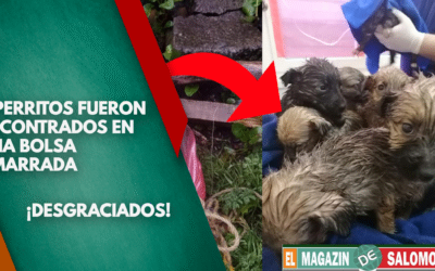 ¡Desgraciado! Hombre dejó 9 perritos dentro de una bolsa amarrada