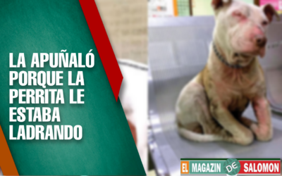 Desgraciado apuñaló en los ojos a una perrita