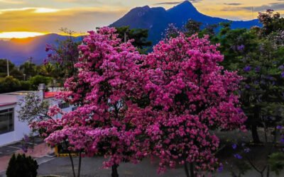¡BUSCAN CONVERTIR A FUSAGASUGÁ EN LA CAPITAL DEL ÁRBOL GUAYACÁN!