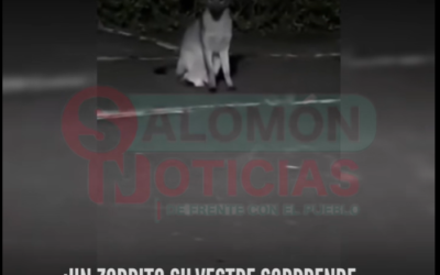 ¡UN ZORRITO SILVESTRE SORPRENDE A VIGILANTES EN CHINAUTA!