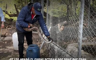 ¡SE LES ACABÓ EL SHOW! RETIRAN DOS BOAS QUE ERAN EXHIBIDAS COMO ATRACCIÓN TURÍSTICA EN FUSAGASUGÁ